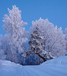 Toborna pine tree at Noodasküla village by Vaido Otsar