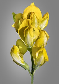  Lathyrus pratensis