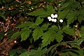 Actaea rubra