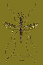 Thumbnail for File:Anopheles barbirostris.jpg