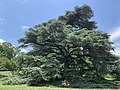 Cedrus libani var. atlantica 'Glauca' in the Morris Arboretum