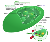 Chloroplast (borderless version)-id.svg