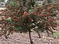 Little shrub with fruit