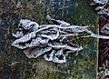Hoar frost little rotten folia on the beton