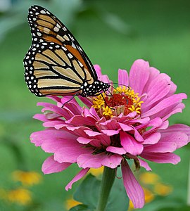 Danaus plexippus (Monarch Butterfly)