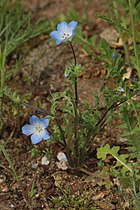 Nemophila menziesii