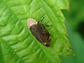 Philaenus spumarius f. albomaculata. In Latvia (Rēzekne)