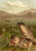 Drawing of Marmota bobak (Steppe marmot)