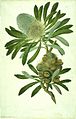 Banksia serrata watercolour