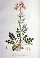 Flora Batava, Volume 1 (1800)