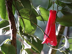 Español: Copihue English: Copihue or Chilean Bellflower