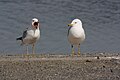 Larus delawarensis