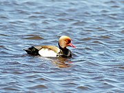 ♂ Netta rufina