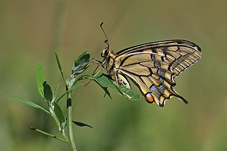 Papilio machaon (Old World swallowtail)