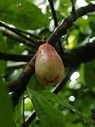 Syzygium malaccense