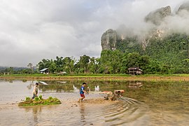 Two farmers driving a tractor and towing a raft loaded with green rice sheaves to be planted in a paddy field of Vang Vieng Laos.jpg