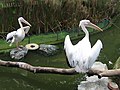 Jurong BirdPark