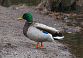 Male Mallard