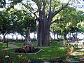 Baobab in Martyrs Square.