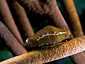 13 Cyphoma signatum (Fingerprint Cowry - Haiti) uploaded by Nhobgood, nominated by Citron