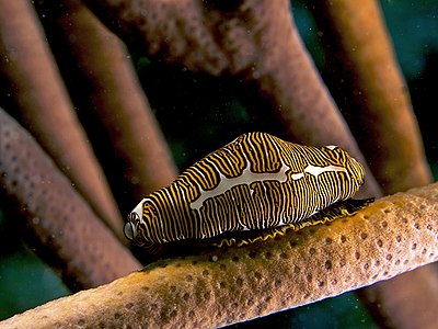 Cyphoma signatum (Fingerprint Flamingo Tongue)