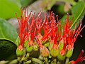 Combretum microphyllum