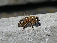 Honey bee drinking from a wet stone.jpg