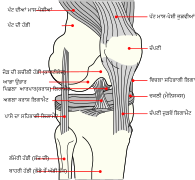 Knee diagram pa.svg