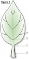 Leaf diagram