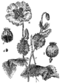 Vrtni mak Papaver somniferum. Illustration #63 in: Martin Cilenšek: Naše škodljive rastline, Celovec (1892)