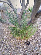 Olea europaea (base of tree).jpg