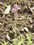 Polygala major