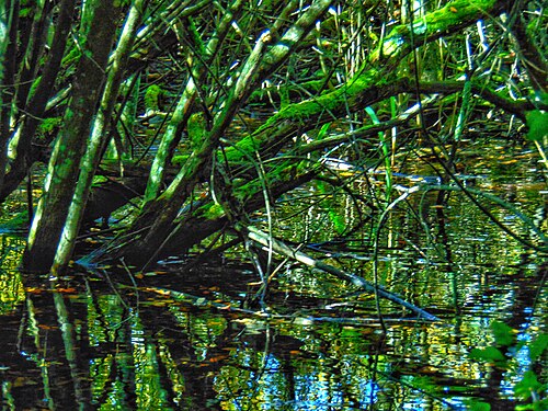 Pond in the Monticolo lakes area