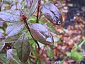 Rain on a rhododendron leaf