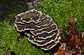 Trametes versicolor