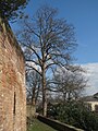 wikimedia_commons=File:20150306Acer pseudoplatanus.jpg