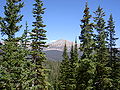 Trees, with Abies lasiocarpa subsp. bifolia, Mount Agassiz, Uinta Mts., Utah