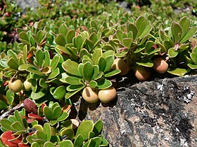 Arctostaphylos uva-ursi