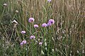 Armeria elongata