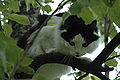 A cat in an apple tree