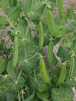 (nl: Rijserwt) Climbing peas