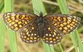 Melitaea athalia