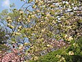 Prunus Iannesiana Wilson "Gioiko" in spring