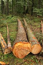 Cut tree, Poland