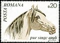 Stamp of Romania. 1970. Pur singe arab