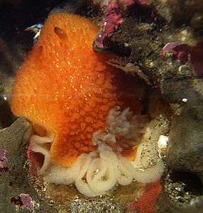 Acanthodoris lutea (Orange-peel Doris) laying eggs