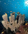 Sponges have no nervous, digestive or circulatory system