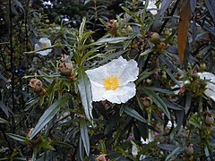 Cistus ladanifer RJB.jpg