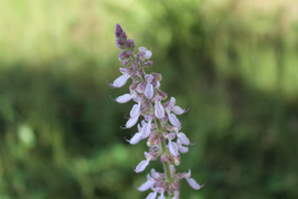 Cuban Oregano Flowers.png