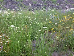 Daucus carota 15-p.bot-daucu.carota-38.jpg